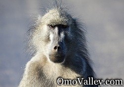 A Common Baboon in Africa